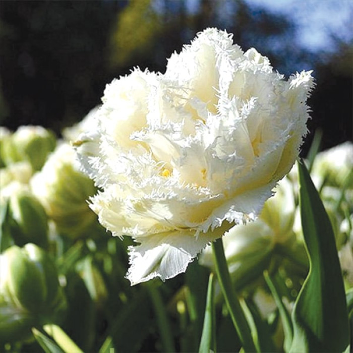 Фото Тюльпан бахромчатый махровый Snow Crystal (Сноу Кристал), №2