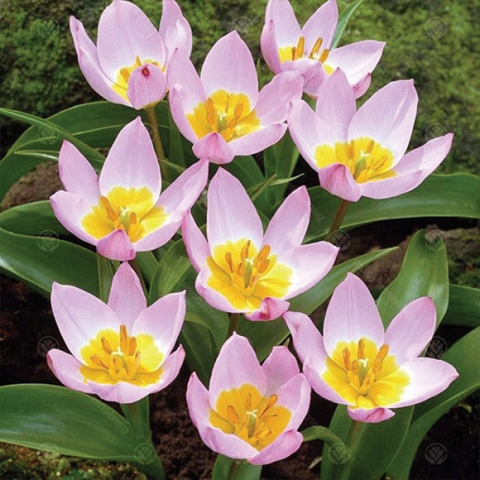 Фото Тюльпан ботанічний Lilac Wonder (Лілак Вандер), №1
