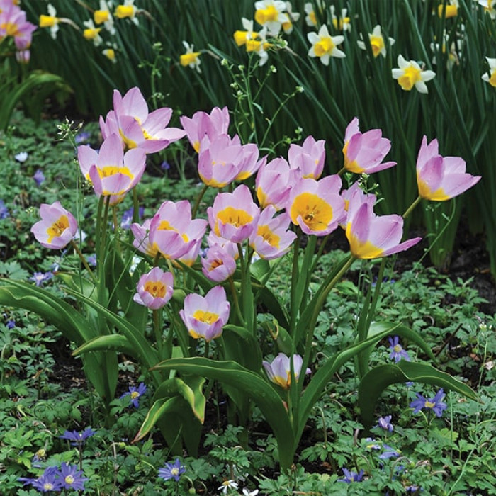 Фото Тюльпан ботанический Lilac Wonder (Лилак Вандер), №2