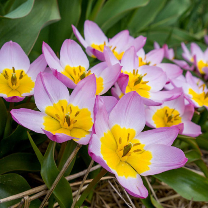 Фото Тюльпан ботанічний Lilac Wonder (Лілак Вандер)