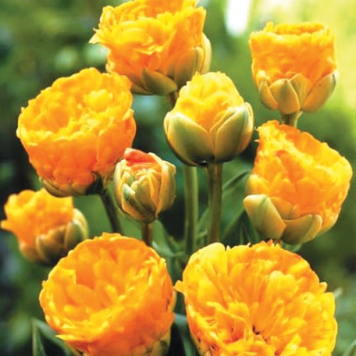 Фото Тюльпан махровый многоцветковый Double Beauty of Apeldoorn (Дабл Бьюти оф Апельдорн), №2