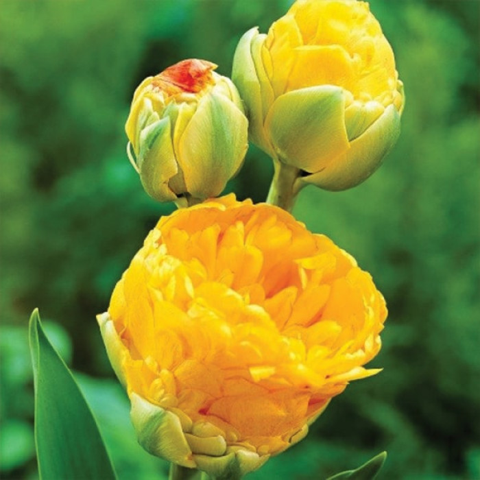 Фото Тюльпан махровый многоцветковый Double Beauty of Apeldoorn (Дабл Бьюти оф Апельдорн), №3