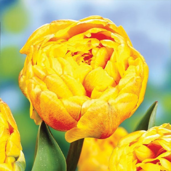 Фото Тюльпан махровый многоцветковый Double Beauty of Apeldoorn (Дабл Бьюти оф Апельдорн)