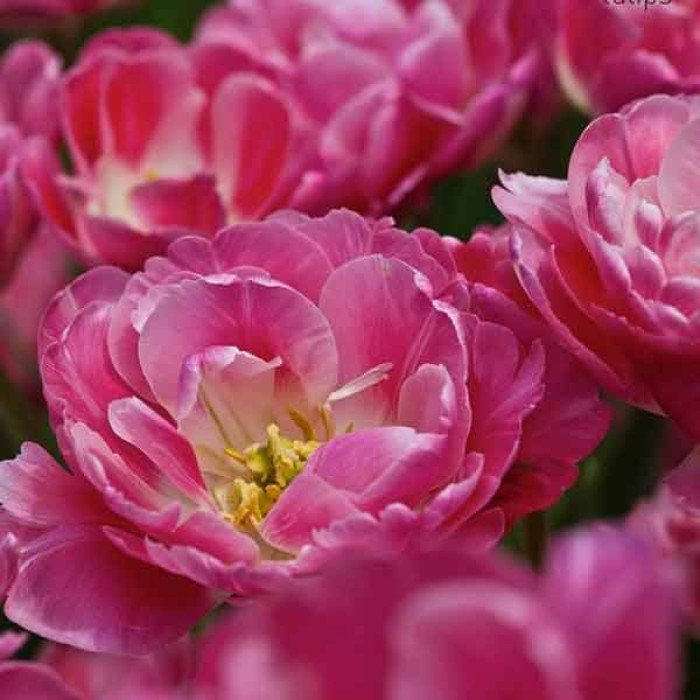Фото Тюльпан махровый многоцветковый Granda (Гранда), №1