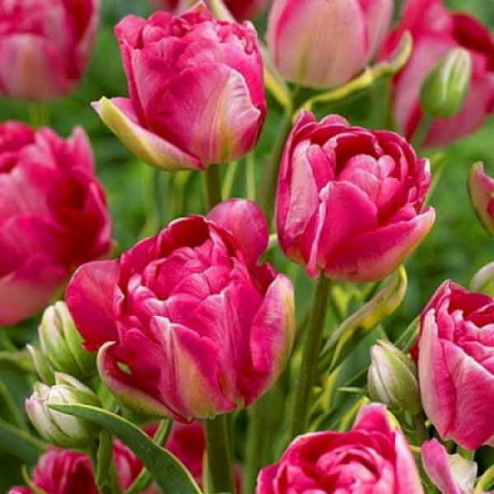 Фото Тюльпан махровый многоцветковый Granda (Гранда)