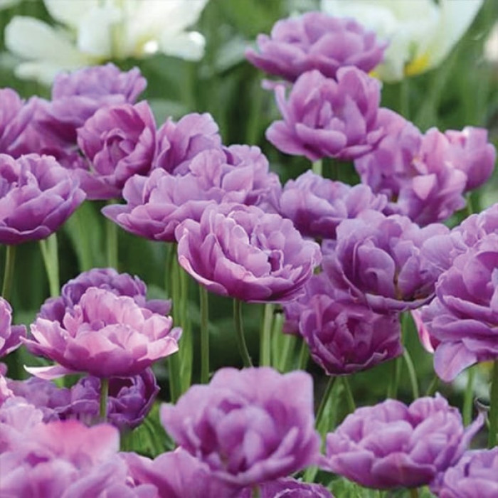 Фото Тюльпан махровый многоцветковый Lilac Perfection (Лилак Перфекшен), №1