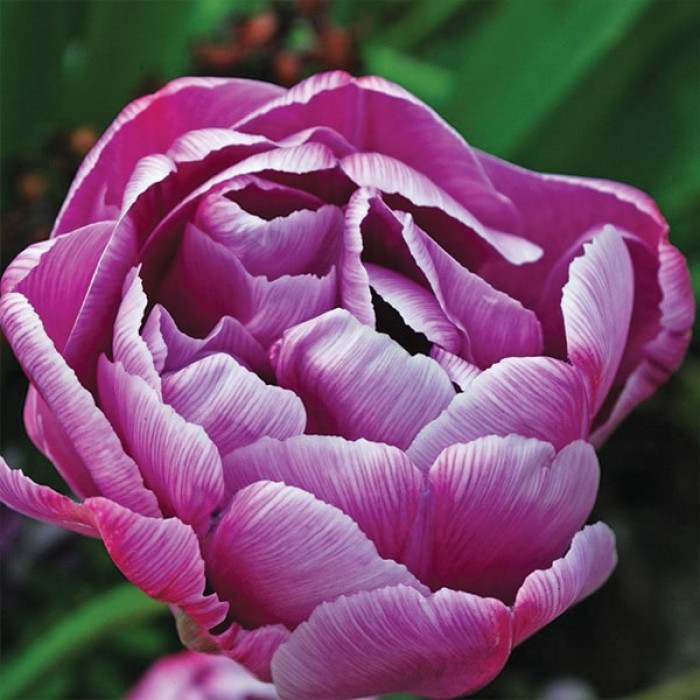 Фото Тюльпан махровый многоцветковый Lilac Perfection (Лилак Перфекшен), №2