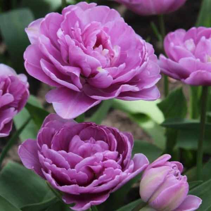 Фото Тюльпан махровый многоцветковый Lilac Perfection (Лилак Перфекшен)
