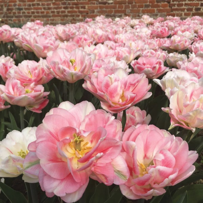 Фото Тюльпан махровый многоцветковый Peach Blossom (Пич Блоссом), №1