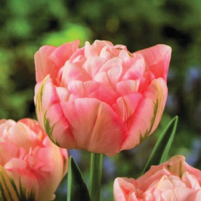 Фото Тюльпан махровый многоцветковый Peach Blossom (Пич Блоссом)