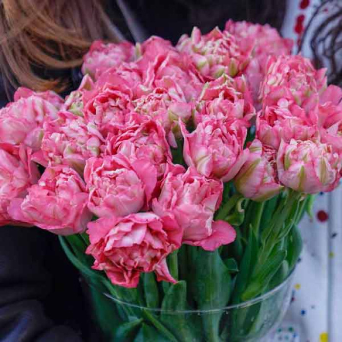 Фото Тюльпан махровый многоцветковый Sweet Amy (Свит Ами)