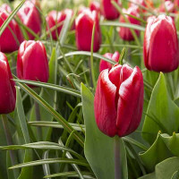 Тюльпан Вампіре