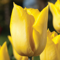 Тюльпан Йокохама