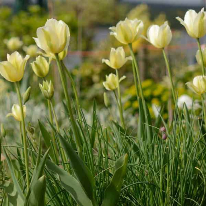 Фото Тюльпан вірідіфлора Spring Green (Спрін Грін), №2