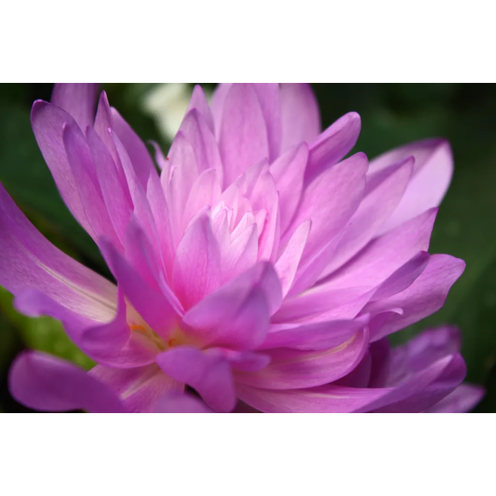 Фото Колхікум (Пізньоцвіт) Ватерлілі (Waterlily), №2