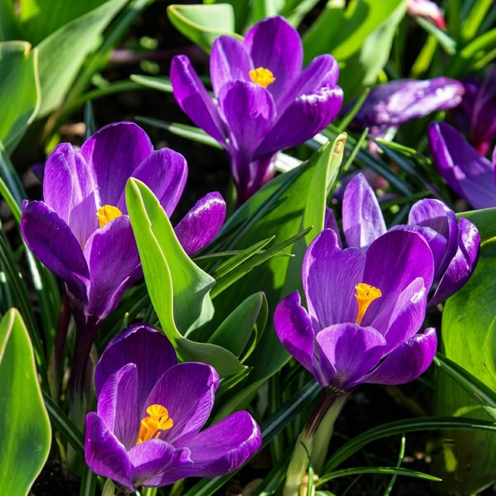 Фото Крокус великоквітковий Флауер Рекорд (Flower Record), №2