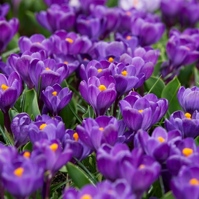 Фото Крокус великоквітковий Флауер Рекорд (Flower Record), №3