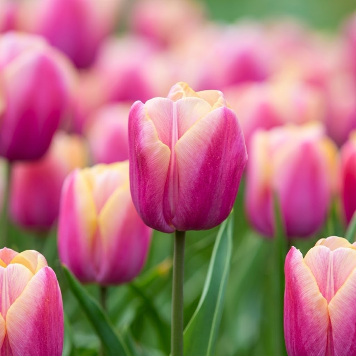 Фото Тюльпан Холланд Б'юті (Holland Beauty)