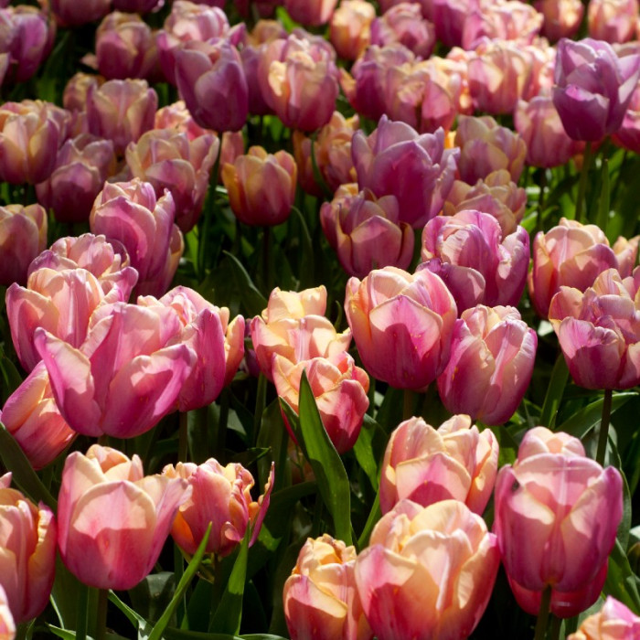 Фото Тюльпан Холланд Б'юті (Holland Beauty), №1