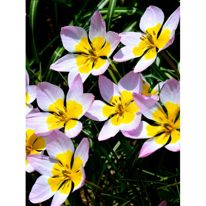 Фото Тюльпан Лилак Вандер (Lilac Wonder), №1