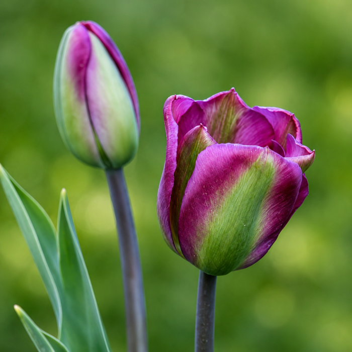 Фото Тюльпан Вайлет Берд (Violet Bird)