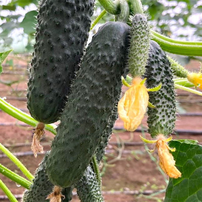 Фото Семена огурцов ЄС 22011 F1/ES 22011 F1