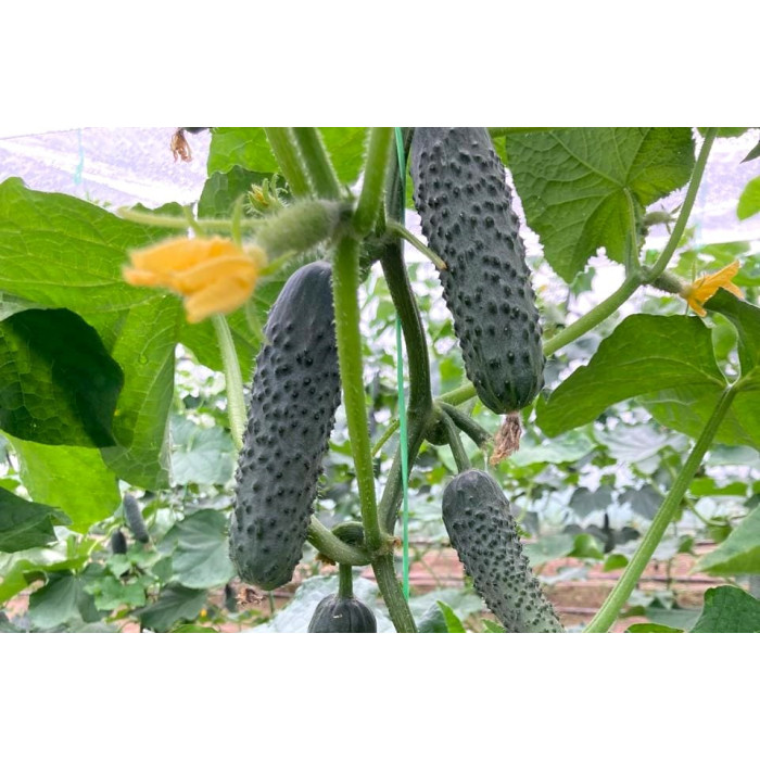 Фото Семена огурцов ЄС 22011 F1/ES 22011 F1, №2