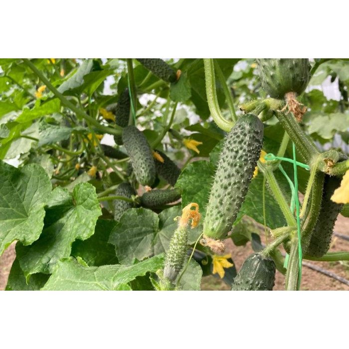 Фото Семена огурцов ЄС 22011 F1/ES 22011 F1, №1