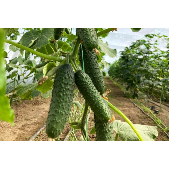 Фото Семена огурцов ЕС 22018 F1/ES 22018 F1, №1
