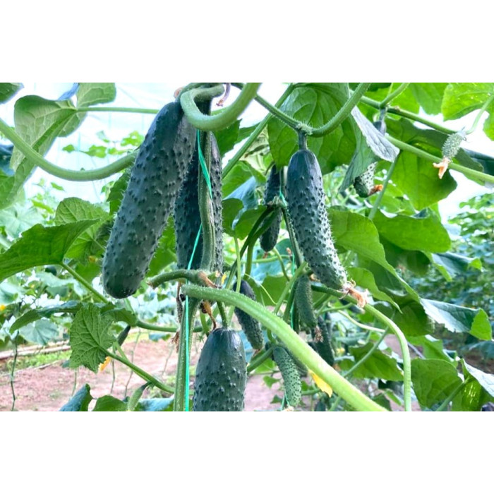 Фото Семена огурцов ЕС 22020 F1/ES 22020 F1, №1