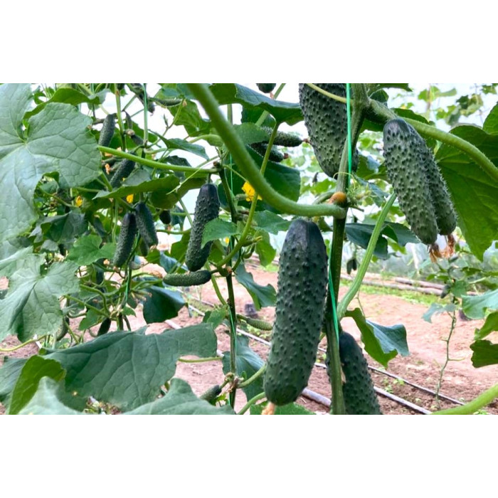 Фото Семена огурцов ЕС 22020 F1/ES 22020 F1, №2