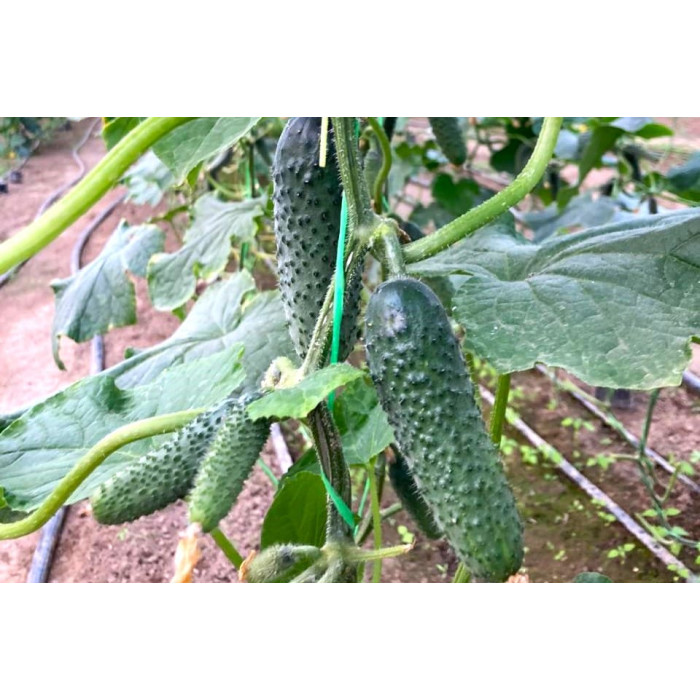 Фото Семена огурцов ЕС 22025 F1/ES 22025 F1, №2