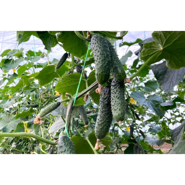 Фото Семена огурцов ЕС 22025 F1/ES 22025 F1, №1
