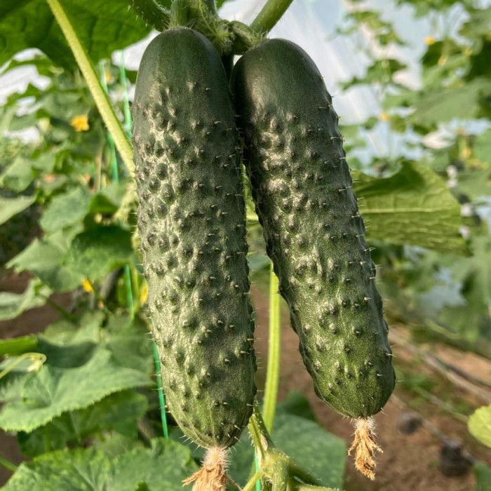 Фото Семена огурцов ЕС 22025 F1/ES 22025 F1