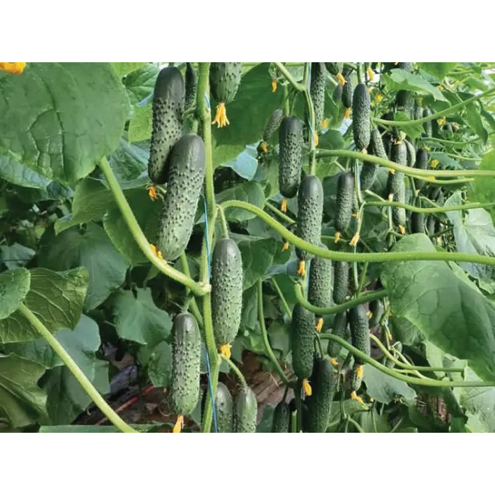 Фото Семена огурцов Георг F1/George F1, №2