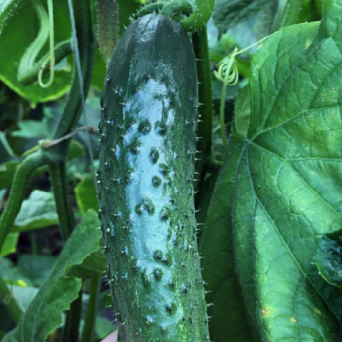 Фото Семена огурцов Георг F1/George F1, №1