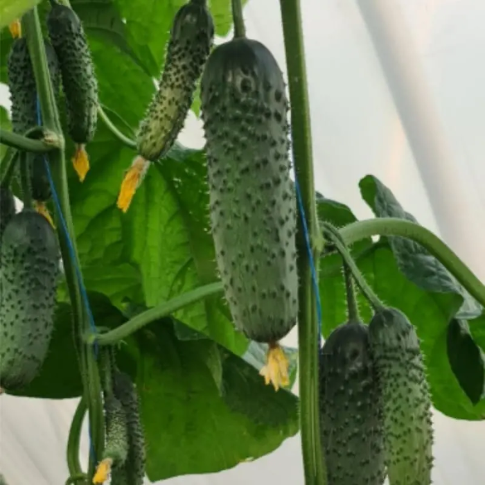 Фото Семена огурцов KS 507 F1