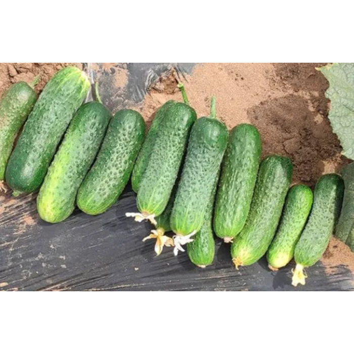 Фото Семена огурцов Криспина F1, №1