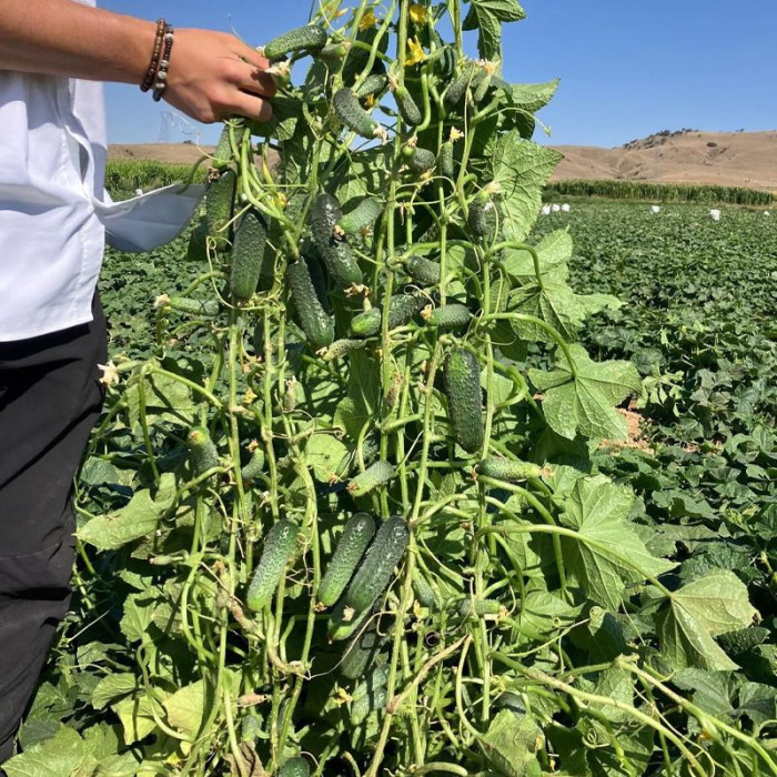 Фото Семена огурцов Криспина F1, №2