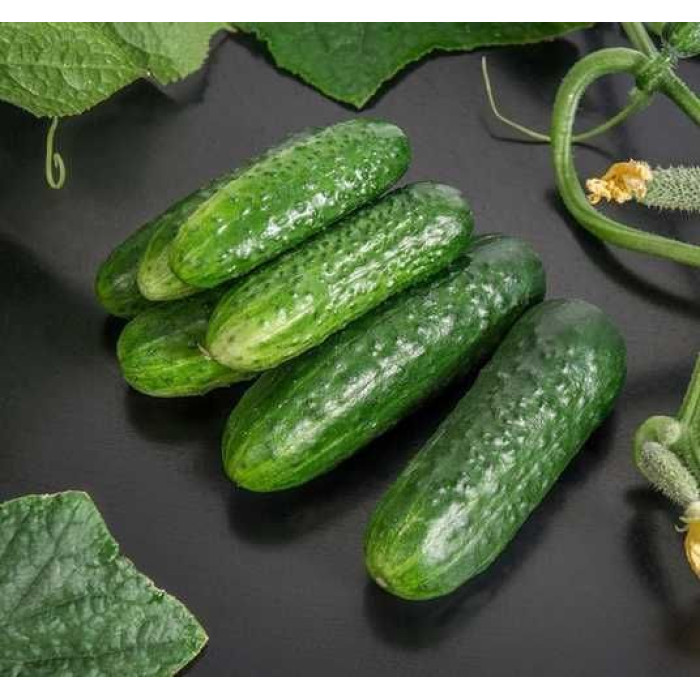 Фото Семена огурцов Циркон F1/Zircon F1, №1