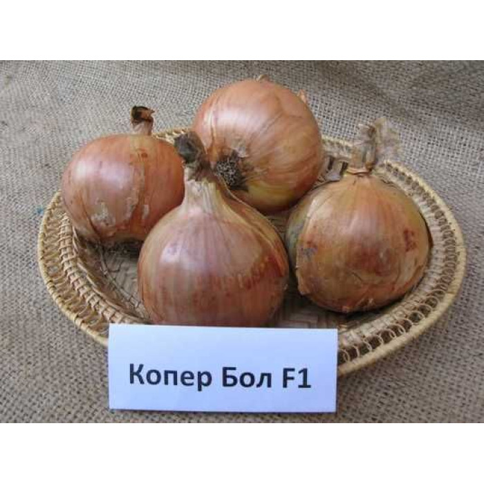 Фото Семена лука Копер Бол F1/Copper Ball F1, №2