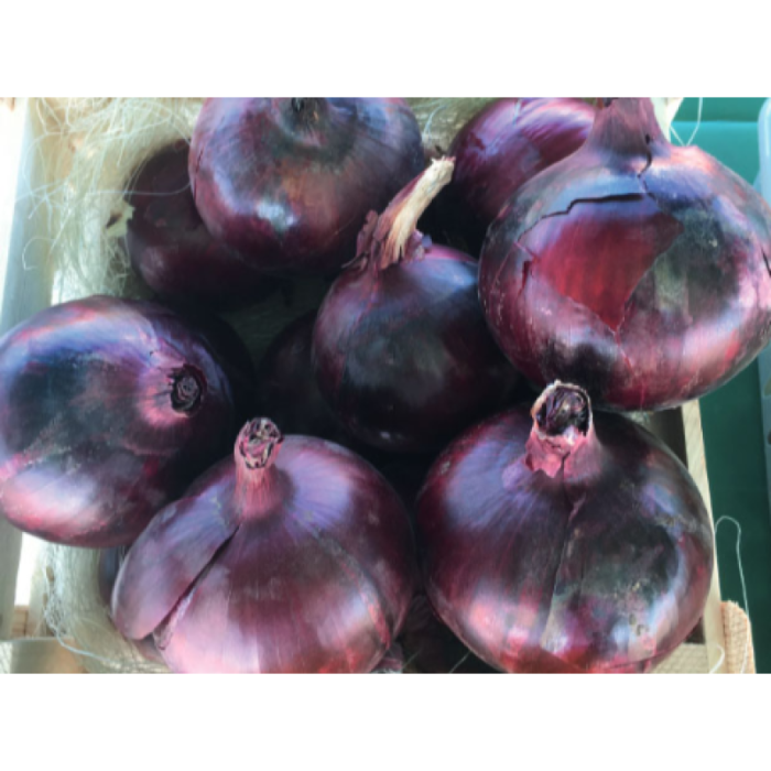 Фото Семена лука Таннат F1/Tannat F1