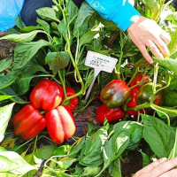 Брабус (PBRS 20336) F1