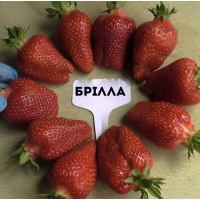 Брілла