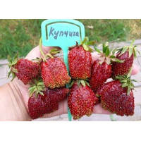 Купчиха