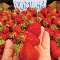 Роміна