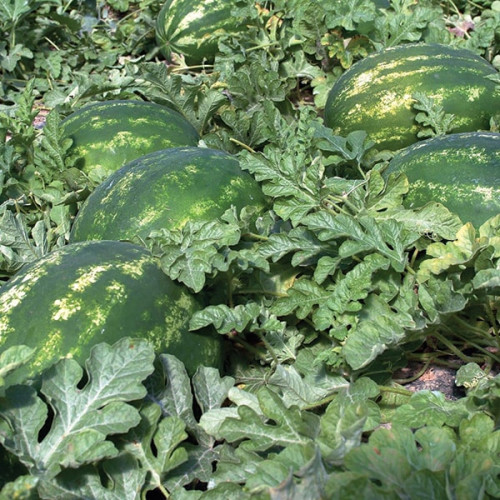 Семена арбуза Каристан F1 купить в Украине | Веснодар