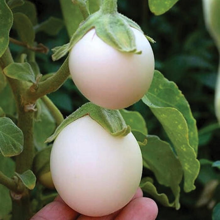 Фото Насіння баклажанів Голден Егс (Golden Eggs), №1