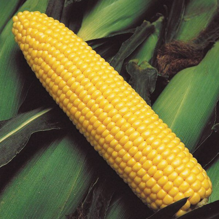 Фото Семена кукурузы Бондюелька (ГСС 3071) F1, №6