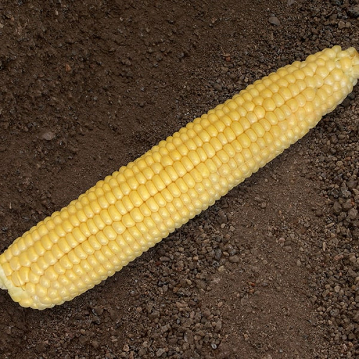Фото Семена кукурузы ЖИ 1016 ОХ F1